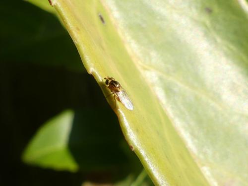 Chloropinae